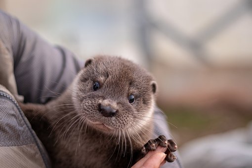 Did you know that there are many kinds of animal cafes in Japan